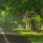 cropped-header1.jpeg