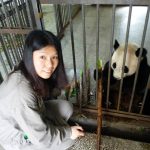 panda